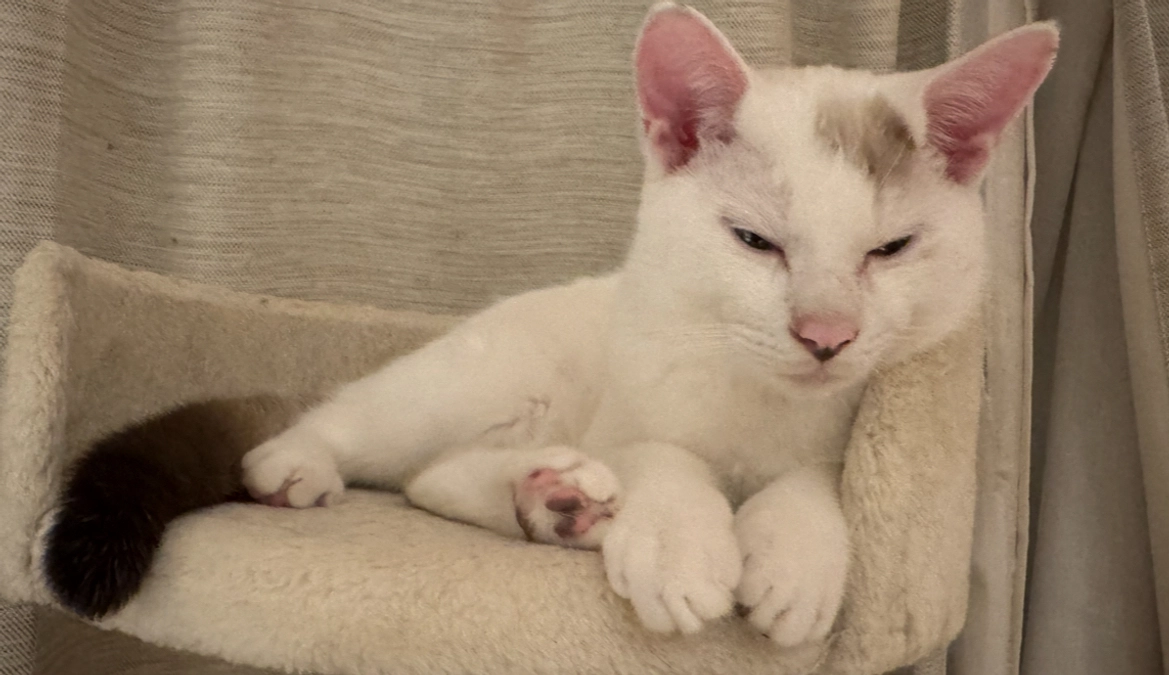 仕事の都合でシンバ転院