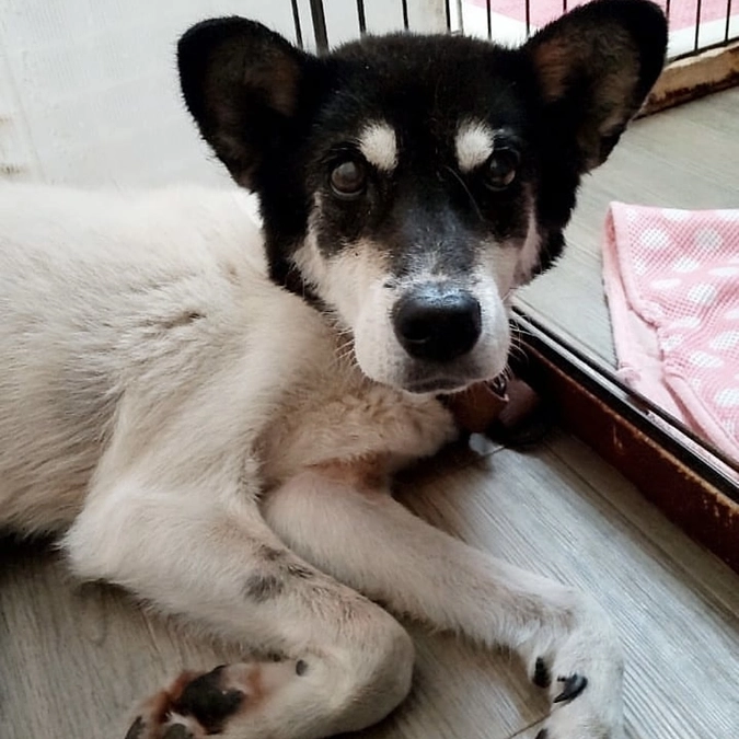 レーベンでやってきたこと　誰かを待っている犬