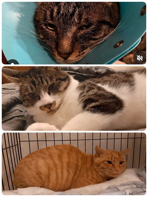 【くりまんじゅう君】【はやて君】【かすみ君】の医療