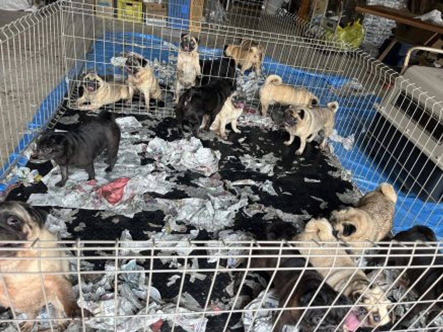 【寄付使途レポート】高齢ブリーダーの廃業。人間の都合にふりまわされ、居場所をなくす動物たち