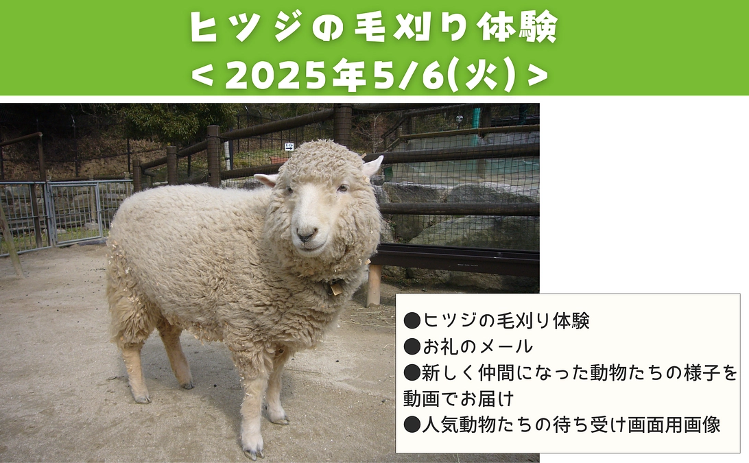 【活動報告㊽】リターン：モコモコヒツジが大変身‼毛刈りのお兄さんと一緒にバリカンでヒツジの毛刈り体験