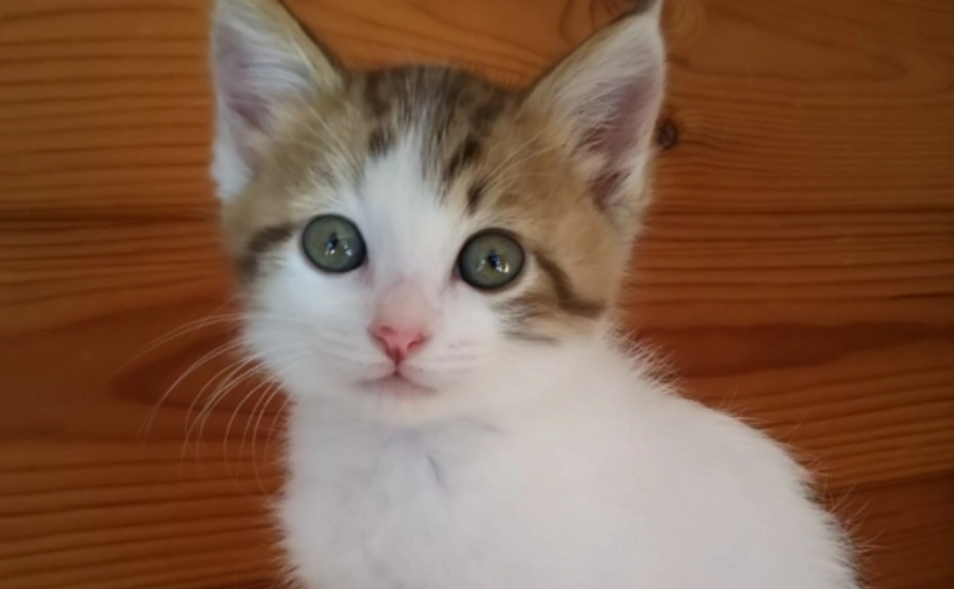 B｜猫ちゃんたちからのありがとう