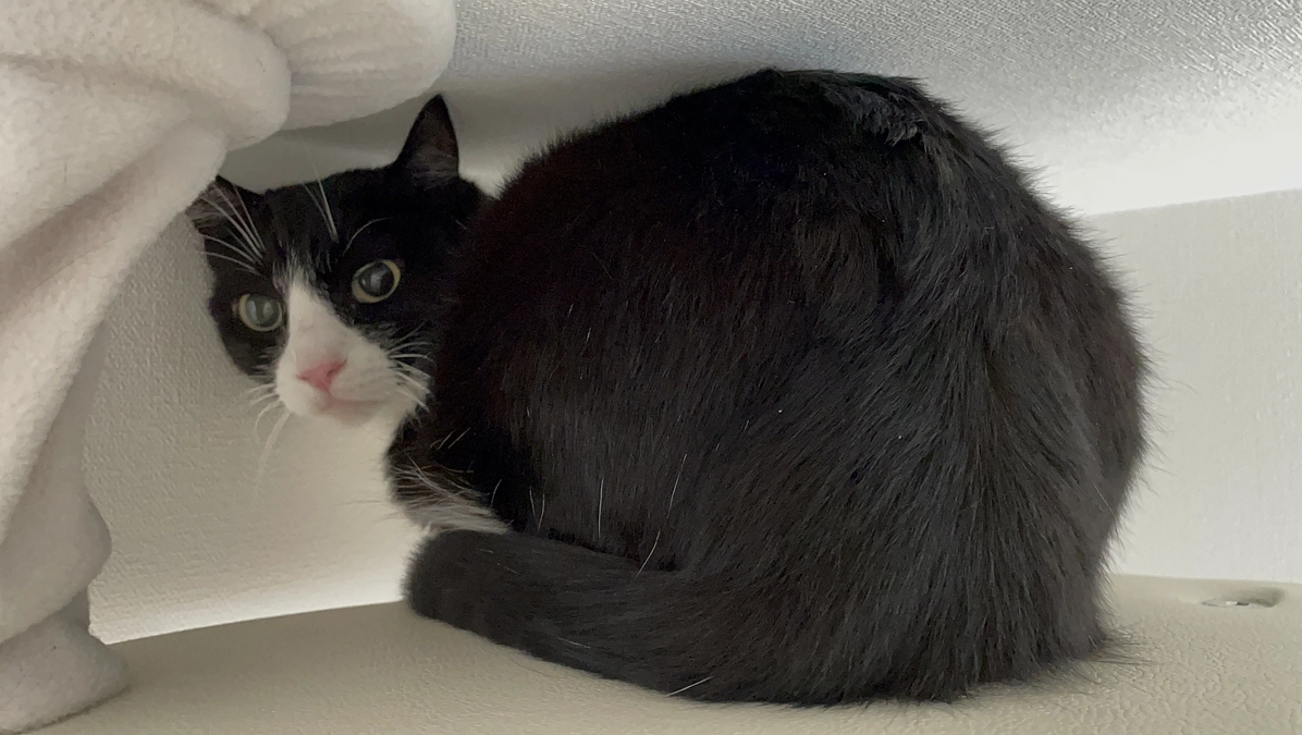 預かっていた猫の正式譲渡をしました！