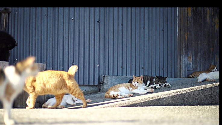地域猫のTNR、保護活動を理解して頂く為の動画を作成したい！
