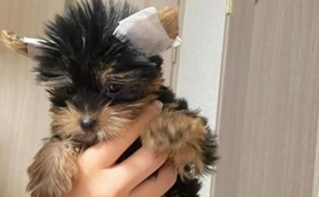 Fight！こはくん　リターンなし１