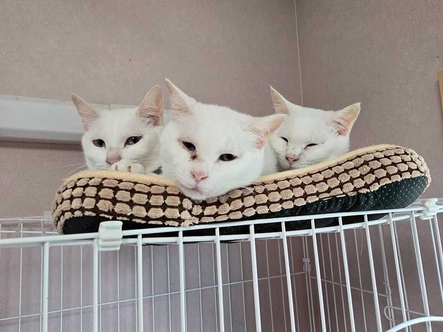 多頭飼育崩壊から受け入れた猫達の詳細について～その②～(猫エイズ２０頭）