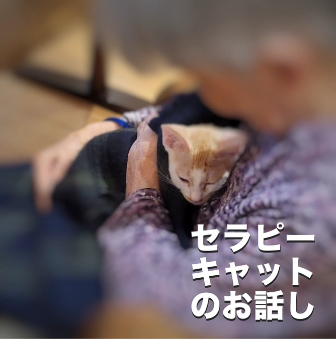 セラピーキャット誕生！