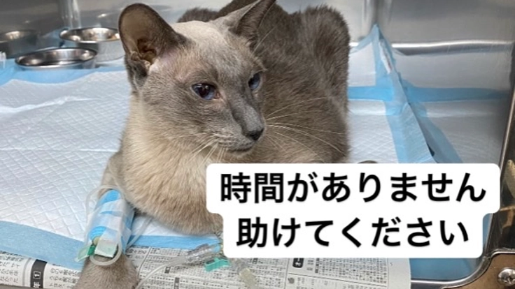 慢性腎臓病(腎不全)、糖尿病と闘うウランを助けてください。