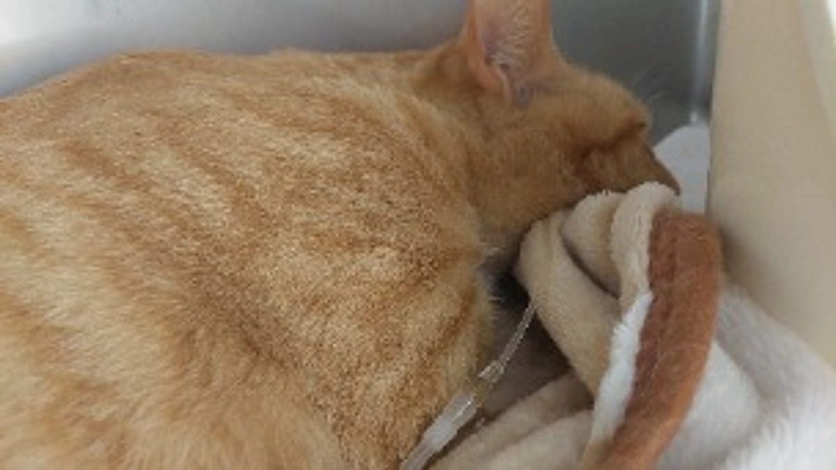 皆様、お力をください。