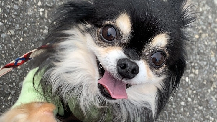 僧帽弁閉鎖不全となったチョコを助けて下さい