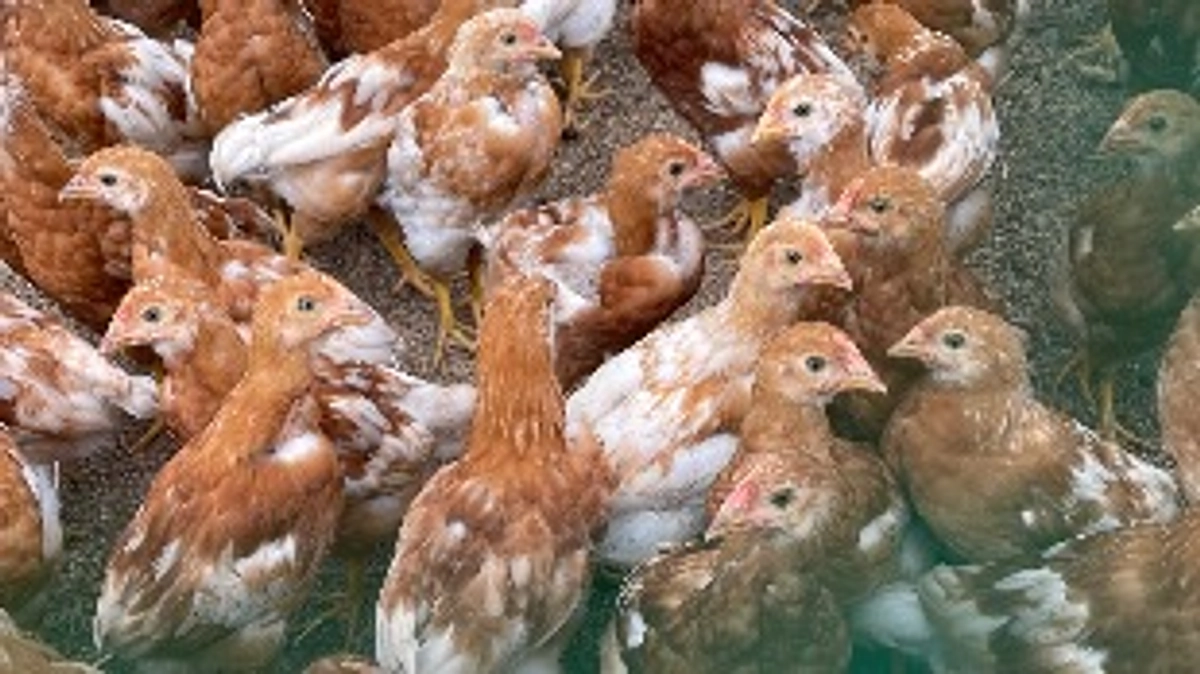 LIVE配信を少し致します。