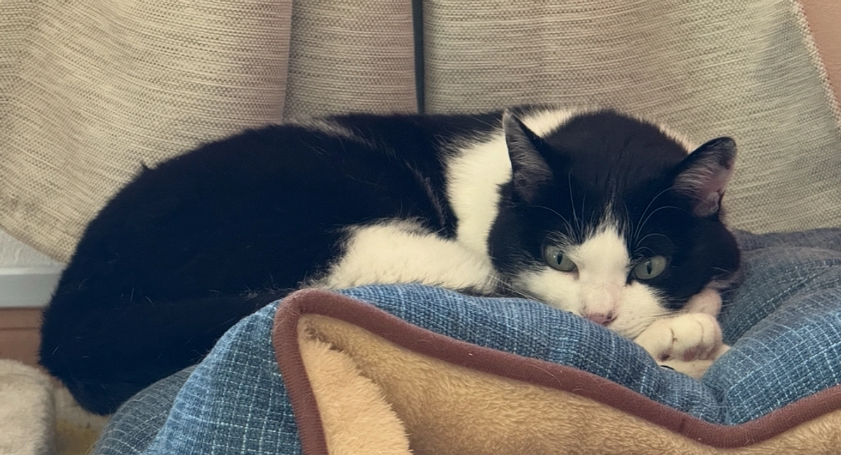 アテネ、引きこもり回復！