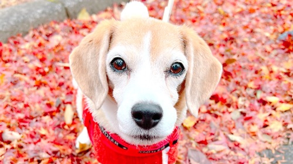 11/21 11月19日 13時58分 私の最愛のちびっこは安らかに息を引き取りました。