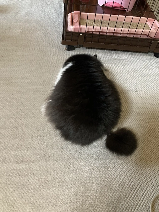 おねぇちゃんが　嫁に行った。