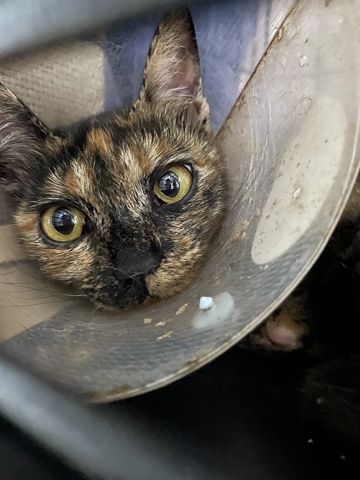 トラちゃんの回復力に脱帽です！