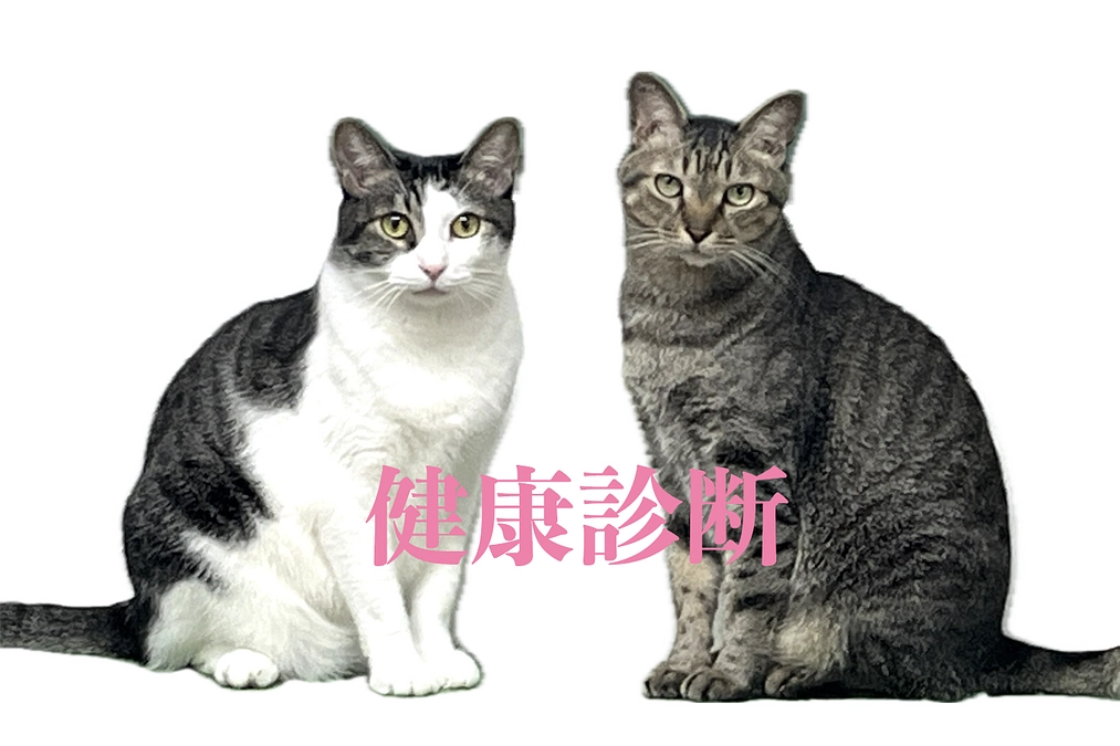 【猫たち続々と健康診断へ】