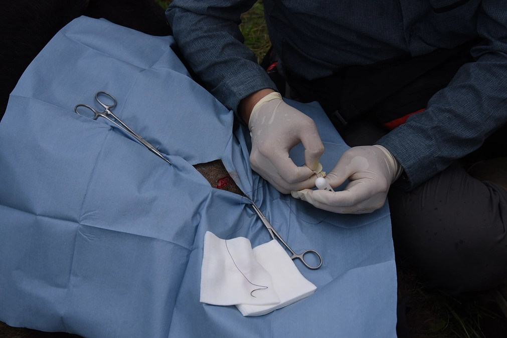 2024年度活動報告その１　知床ルシャ地区でのヒグマ生態調査