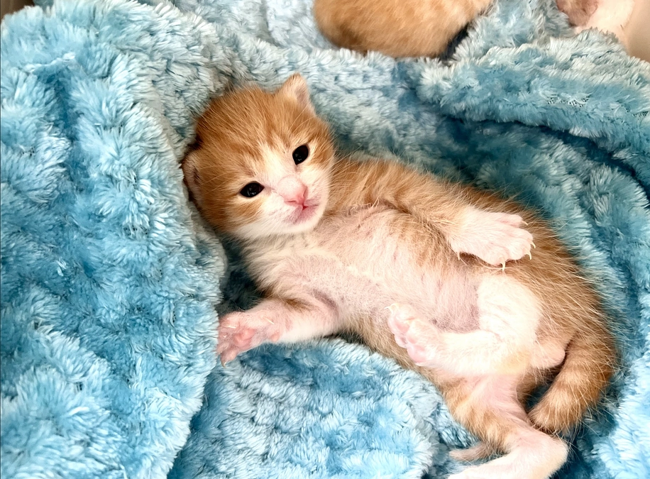 1日でも早く稼働し、助けを待っている多くの命を救いたい。