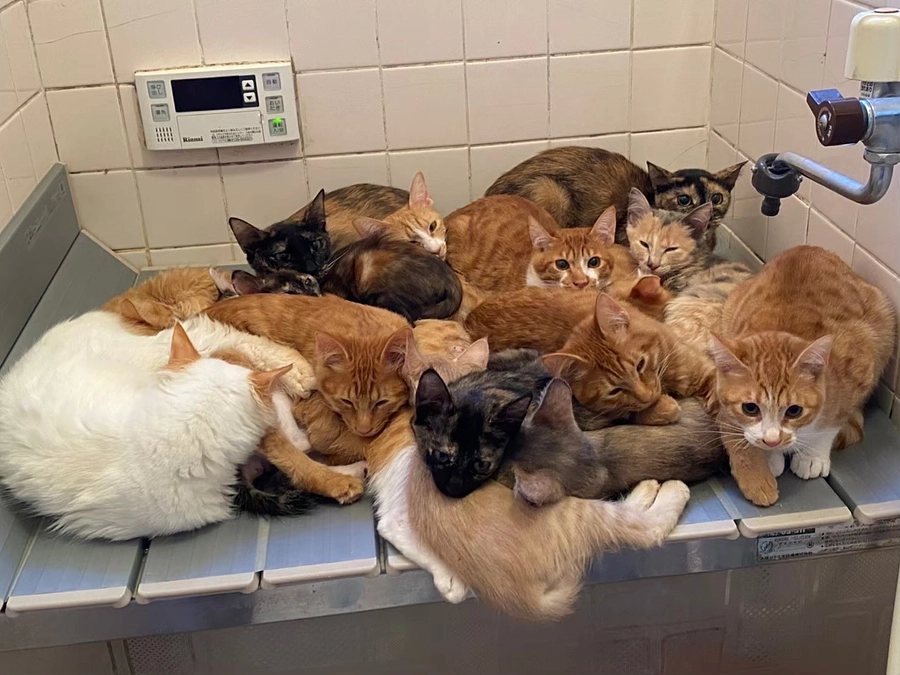 シェルターメディスン