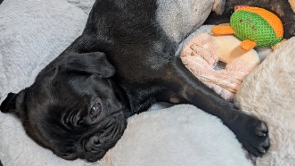 【術後経過報告】門脈シャント手術後6日目