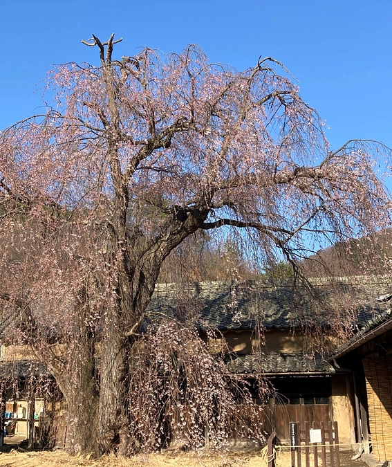 【残り６日】助けたい「裏庭のしだれ桜」をドローン空撮で紹介。