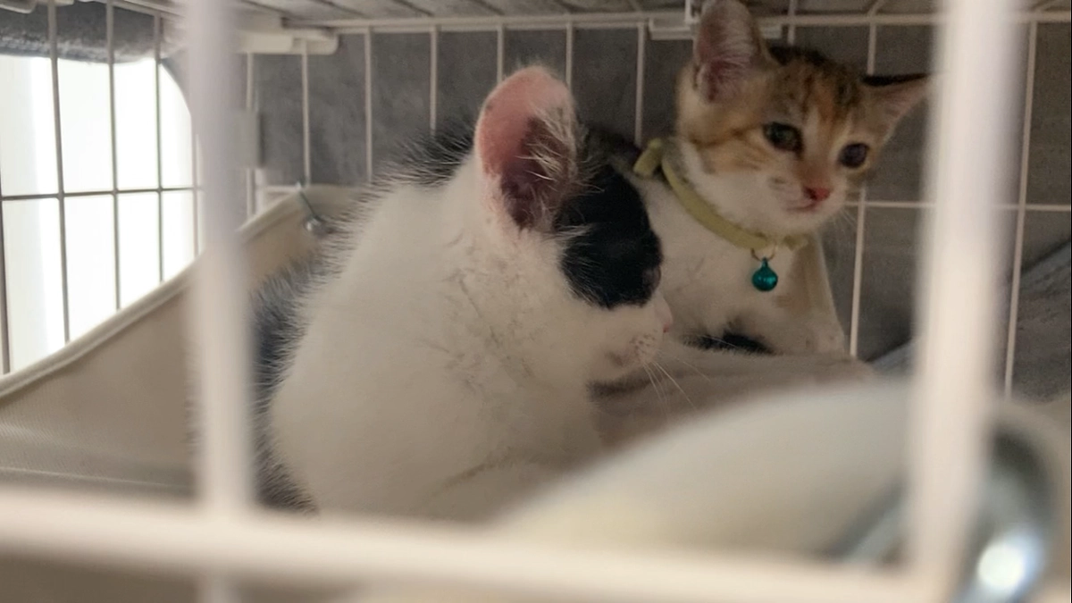 本日子猫2匹トライアルでした😺
