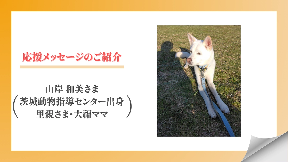 【メッセージリレー#2】山岸和美さま（茨城動物指導センター出身／里親さま・大福ママ）