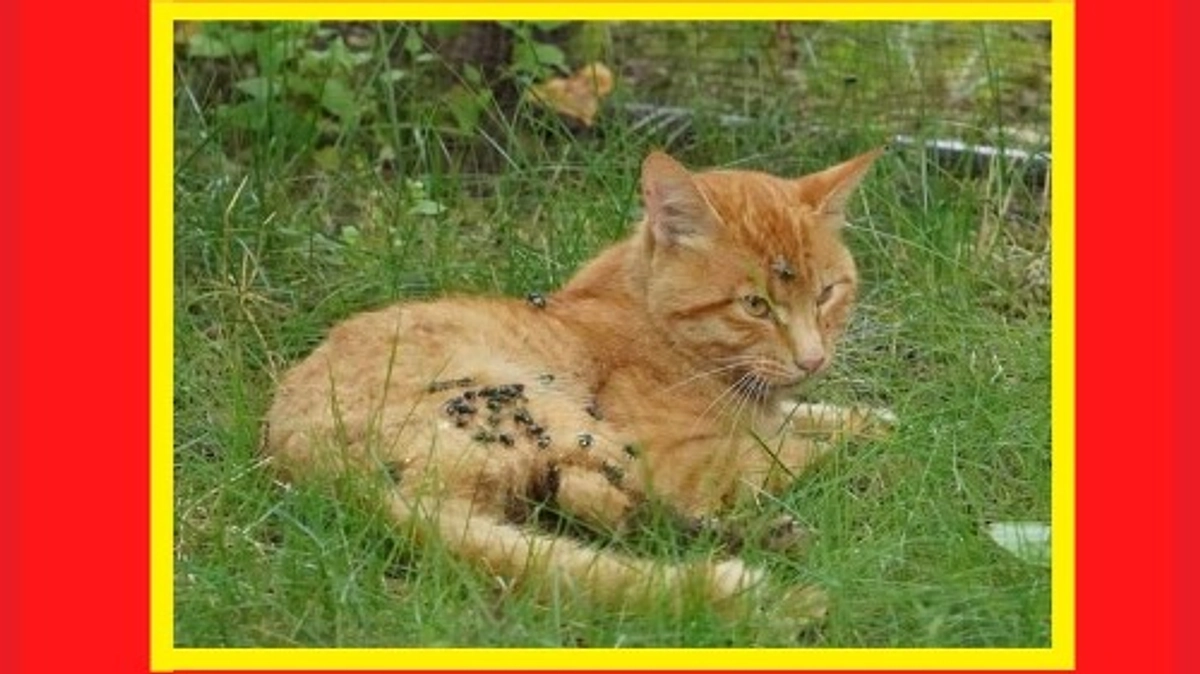 【ご支援総額200万円達成の御礼✨】北海道の茶とらさんを探しています。