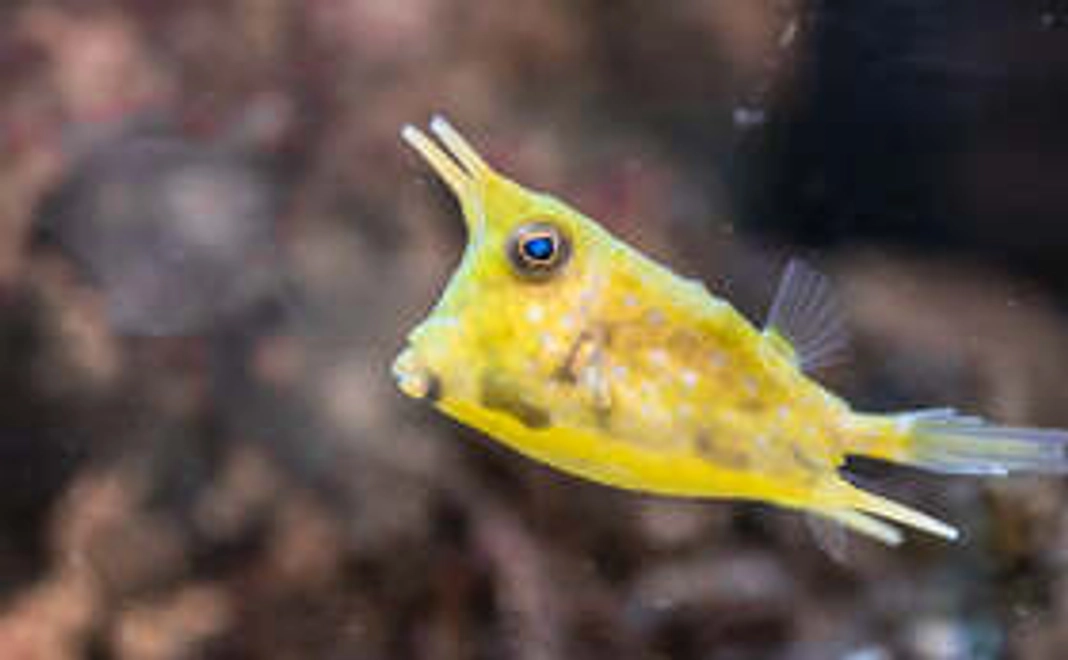 感謝のお手紙と水族館フォトの人による 当店限定ポストカード