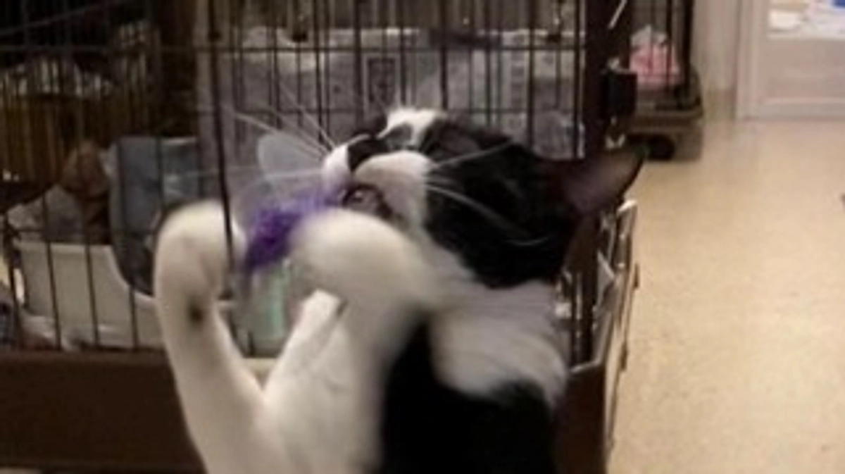 片原横町施設（猫舎）の保護猫チップちゃんです。