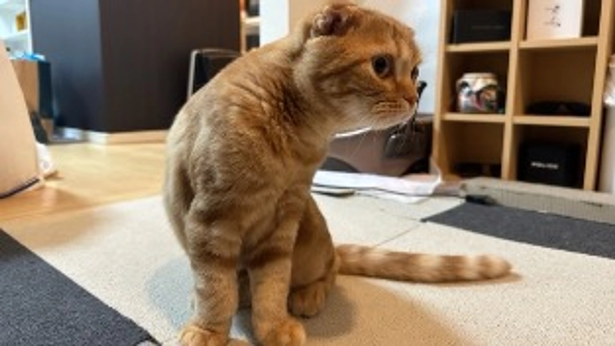 FIP経過観察24日目