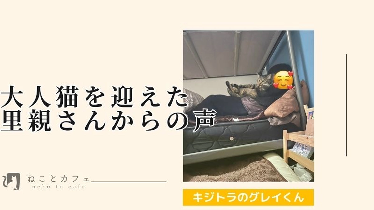 【里親さんの声】しっかり約束を果たしてくれたお子さんとキジトラ君の絆