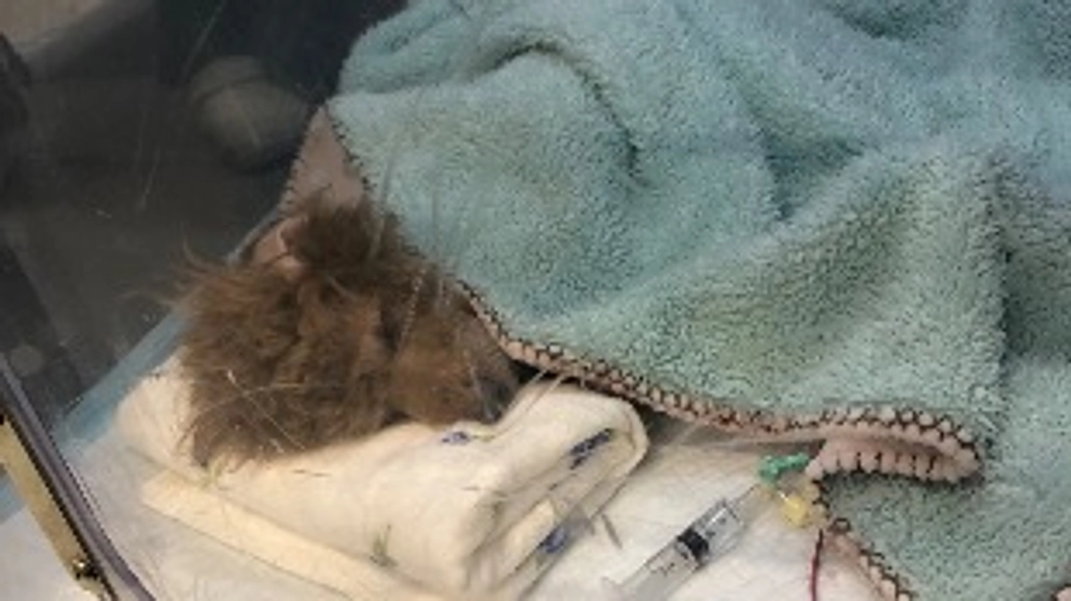 手術を終えました