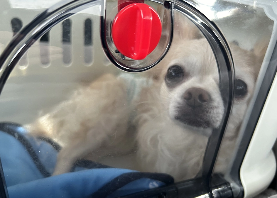 お薬増やす事になりました！