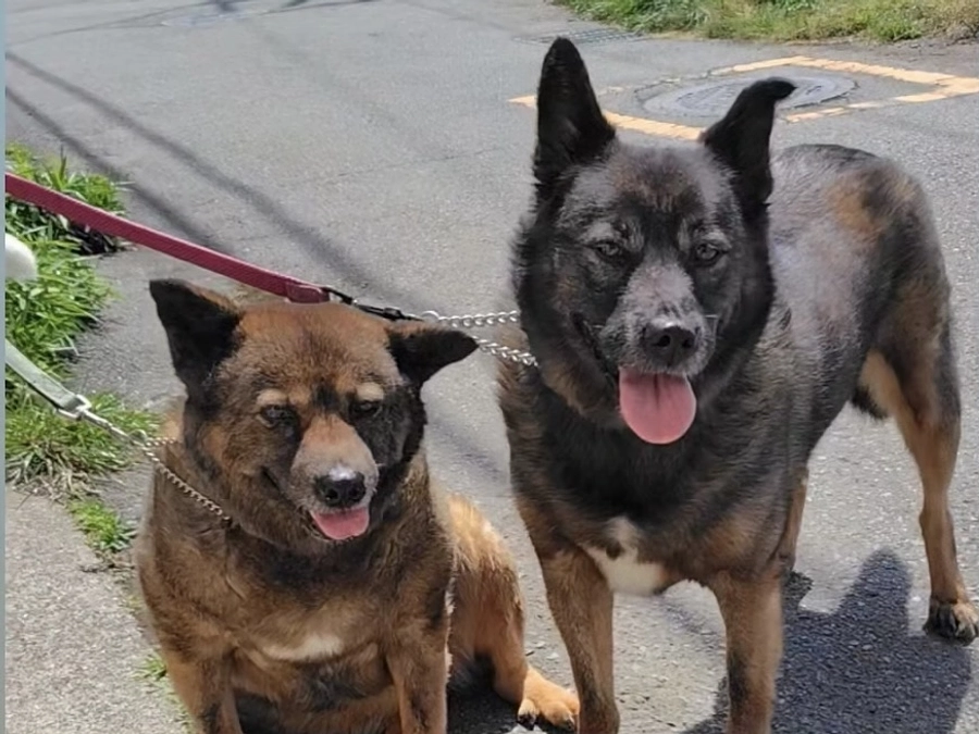 里親募集中の犬達（周南の子達）