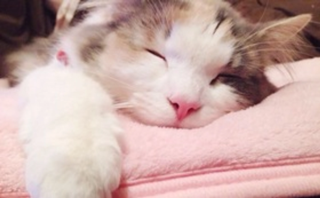 ✩モフへの希望の光✩ 1000円