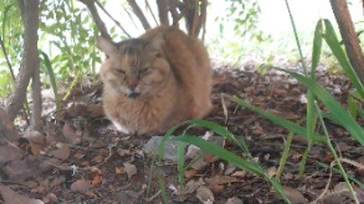 公園猫　サビの事