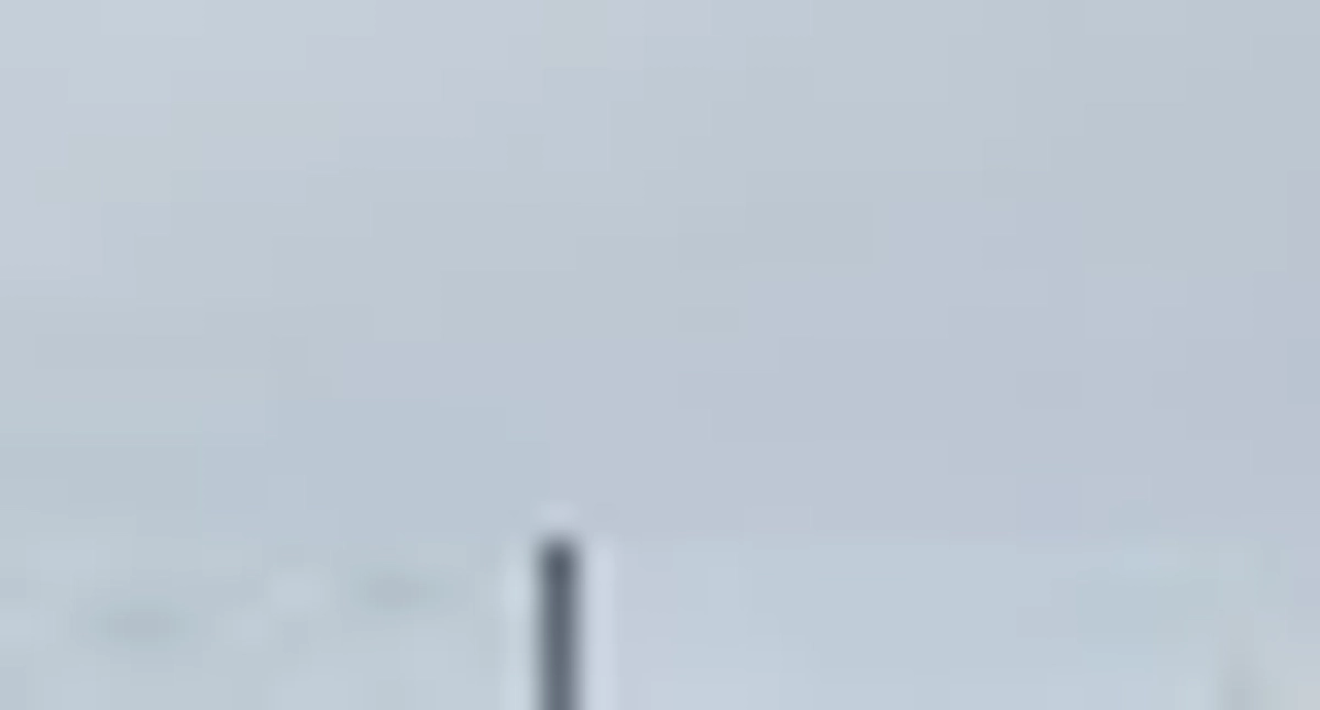 春cocoon itoshimaの犬猫達