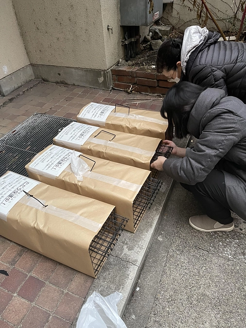 寒い冬の日、外で生きる高齢猫は何を思うのか