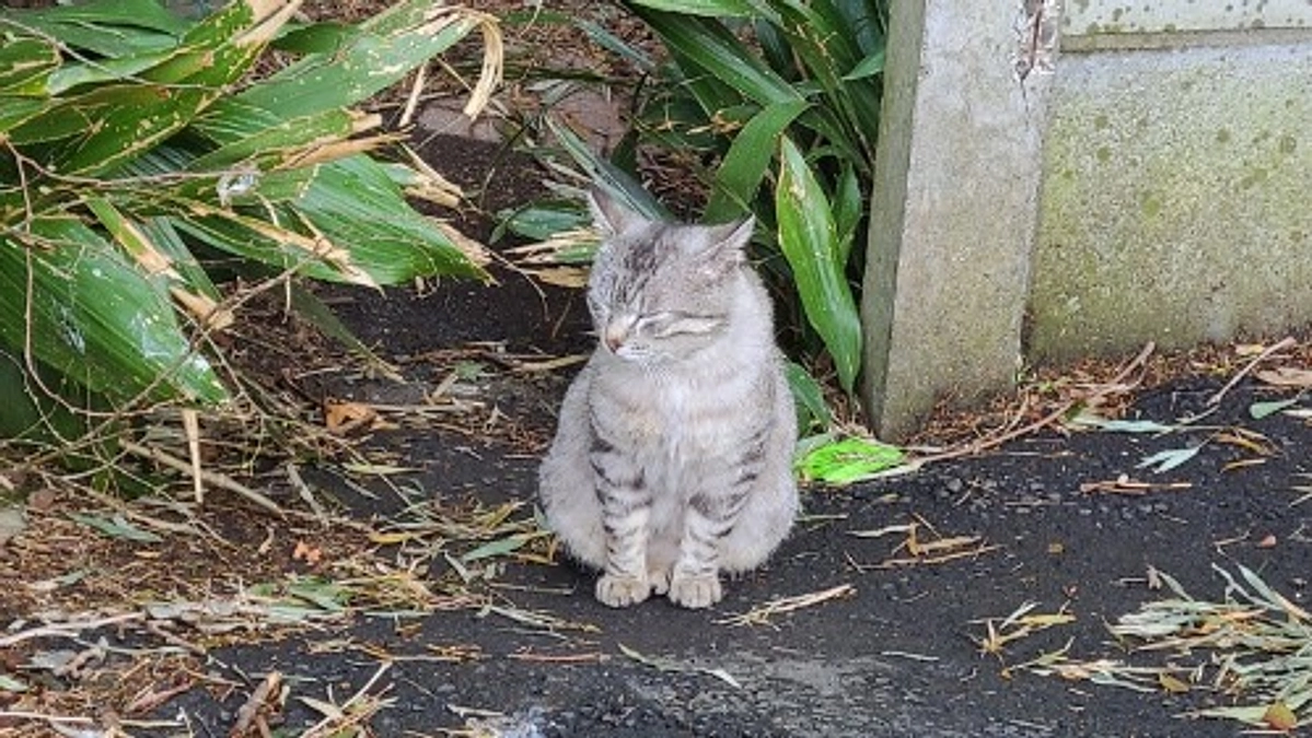 【支援者様100人まであと1人！】猫たちにも人間と同じく感情があり、幸せに生きる権利がある。