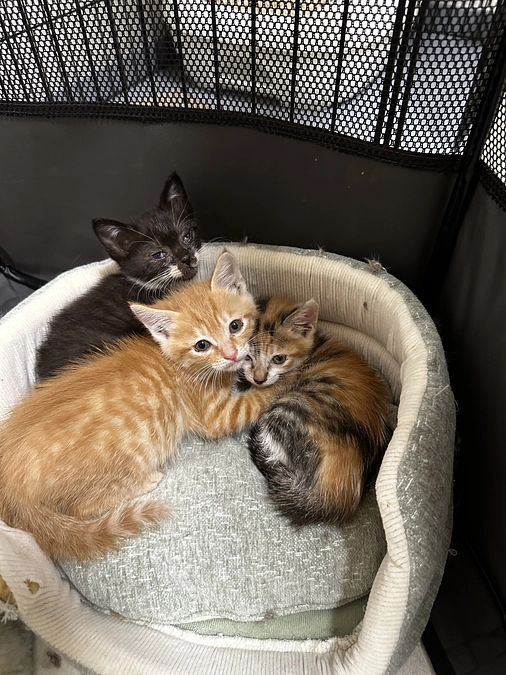 新入りさんがやってきました