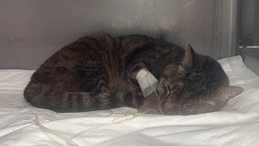 【お願い】交通事故に遭った保護猫「みっちゃん」のために のトップ画像