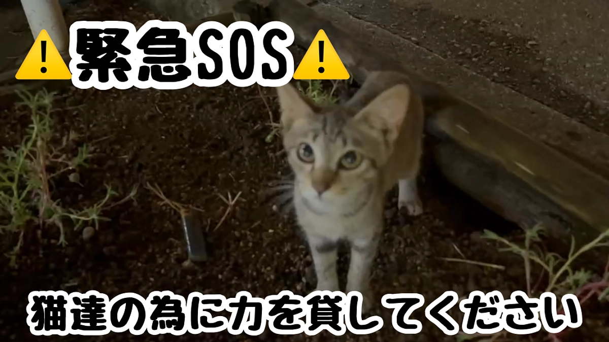 緊急SOS！小さな命を守る力を貸してください