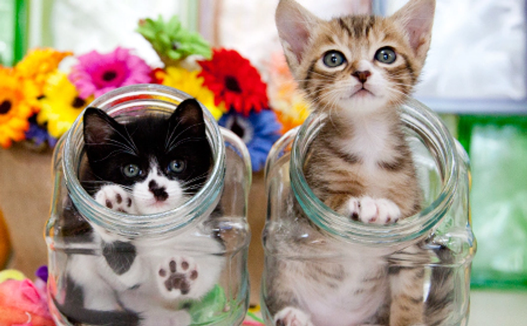 かわいいあかにゃんのポスカセット(5枚組)