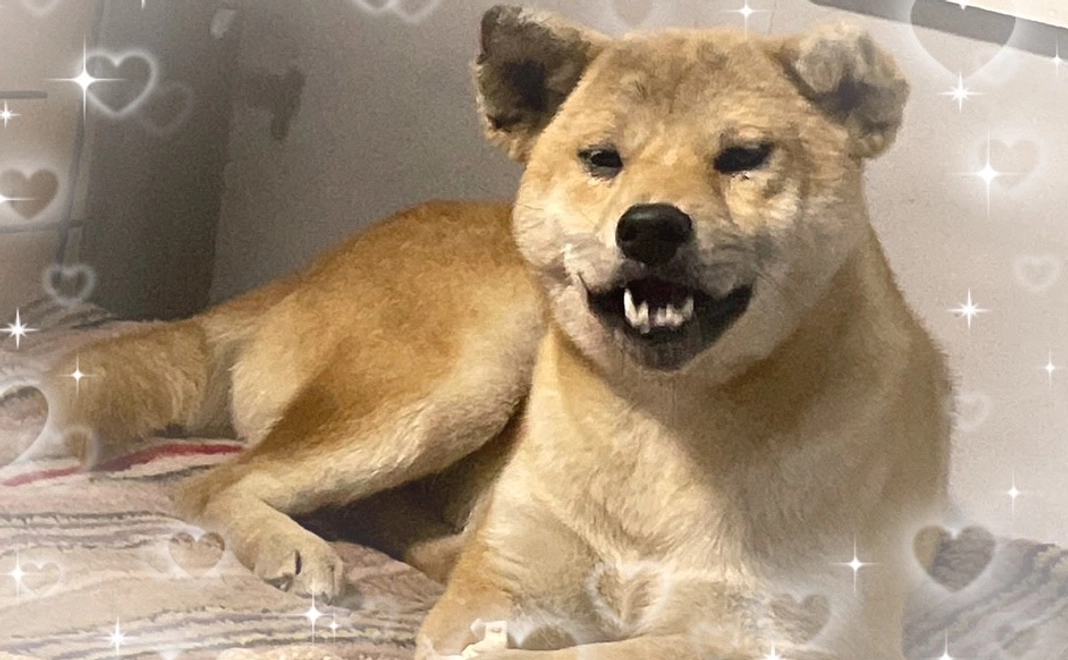 野犬の良さを広めた隊(ワンワンワンワン!)