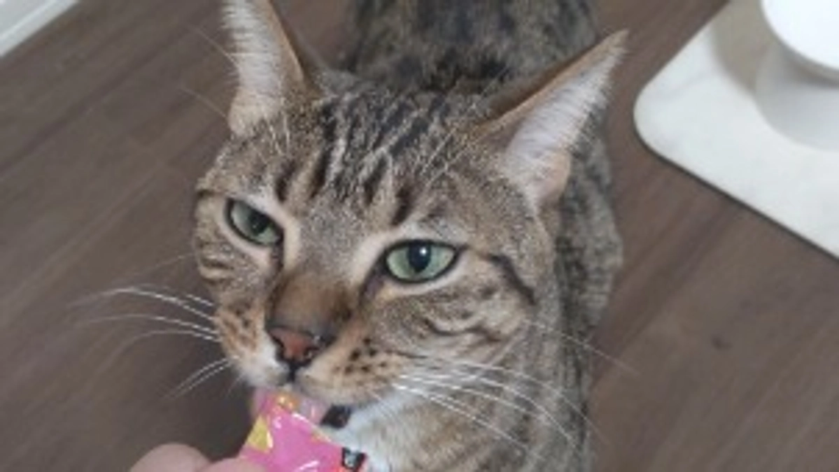 抗がん剤直後のご飯について