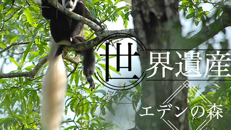 世界遺産に想いの乗った木を植え、人と森、動物たちを守りたい