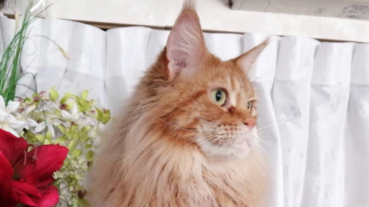 プロジェクト達成への御礼