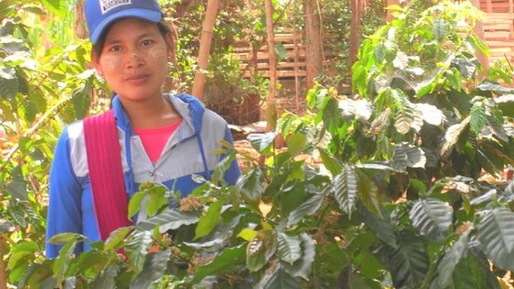 ミャンマーコーヒー栽培が農村の生活を支え、子どもたちを守る。