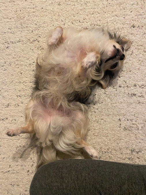 🦆Twitterについて🦆